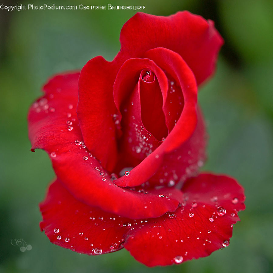 Blossom, Flora, Flower, Geranium, Plant, Rose, Gladiolus