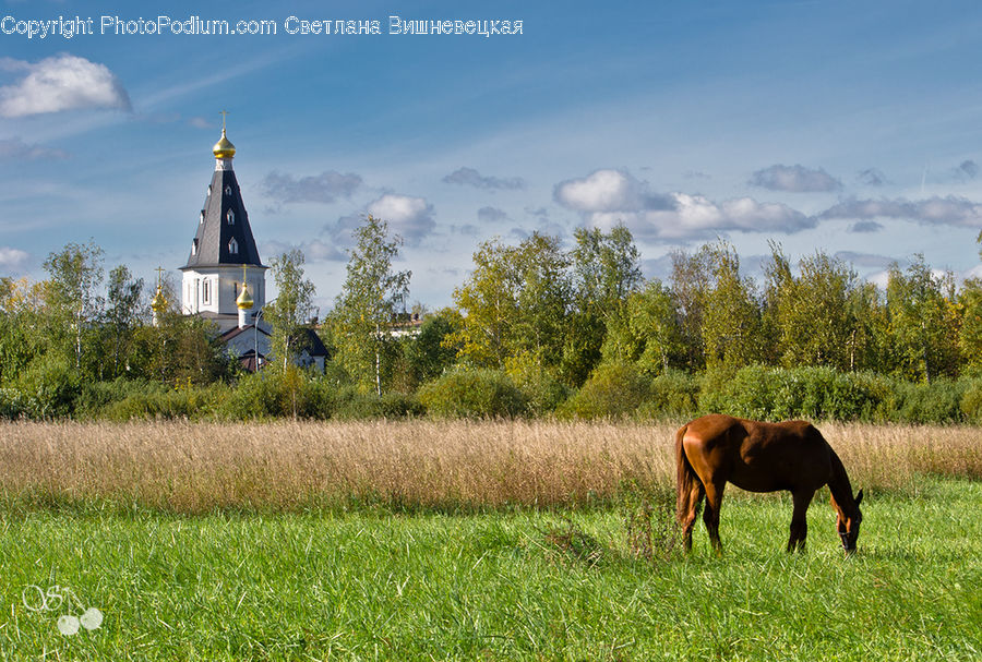 Field, Grass, Grassland, Land, Outdoors, Architecture, Spire