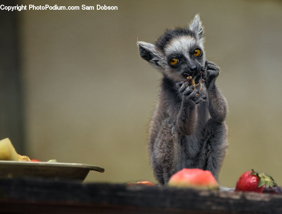 Eating, Apple, Fruit, Animal, Lemur, Mammal, Monkey