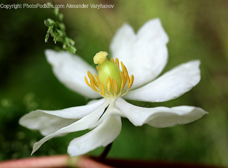 Blossom, Flora, Flower, Plant, Geranium, Pollen, Anther