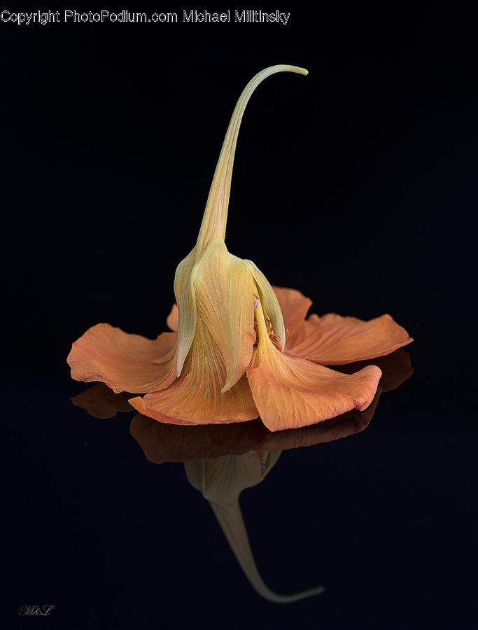 People, Person, Human, Garlic, Plant, Flora, Flower