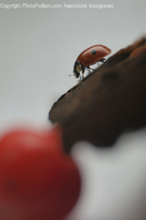 Finger, Bee Eater, Bird, Cockroach, Insect, Invertebrate, Beak