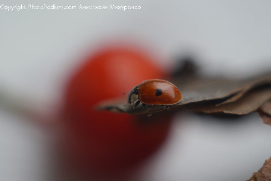 Ant, Insect, Invertebrate, Finger, Droplet, Aphid