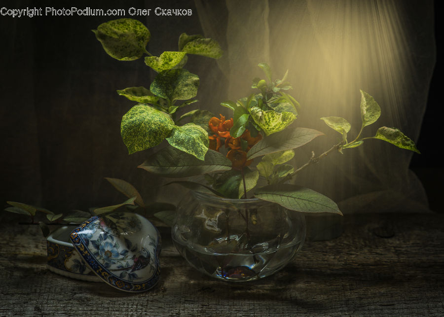 Glass, Goblet, Aquarium, Aquatic, Sea Life, Water, Blossom