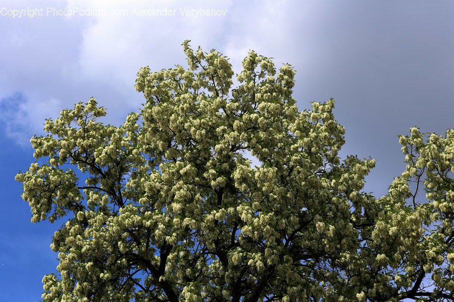 Oak, Tree, Wood, Plant, Conifer, Fir, Pine