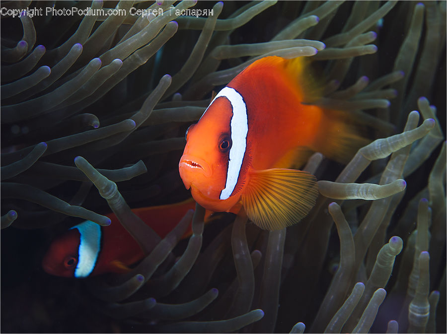 Fish, Sea Life, Invertebrate, Sea Anemone, Coral Reef, Outdoors, Reef