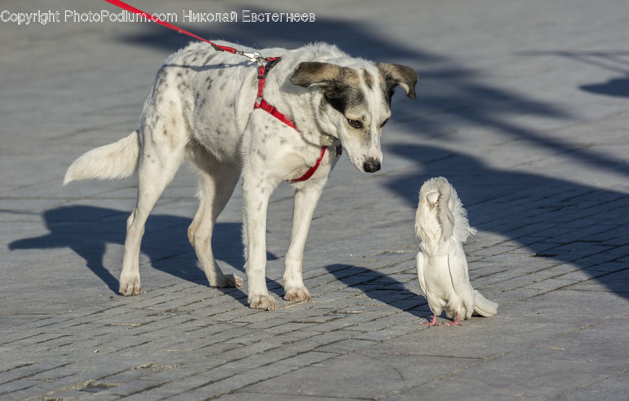 Animal, Beagle, Canine, Dog, Hound, Mammal, Pet