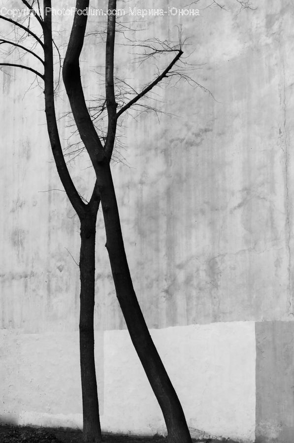 Plant, Tree, Fence, Wall, Silhouette