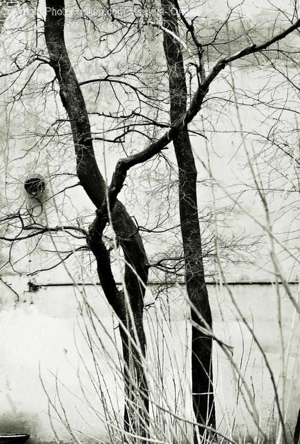 Plant, Tree, Birch, Wood, Forest, Vegetation, Oak