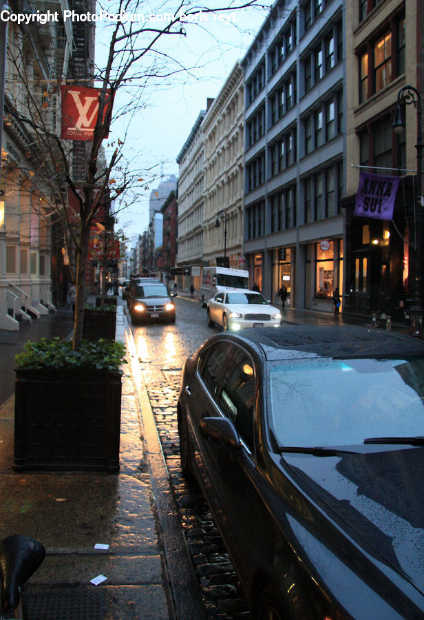 Plant, Potted Plant, Automobile, Car, Vehicle, Cab, Taxi