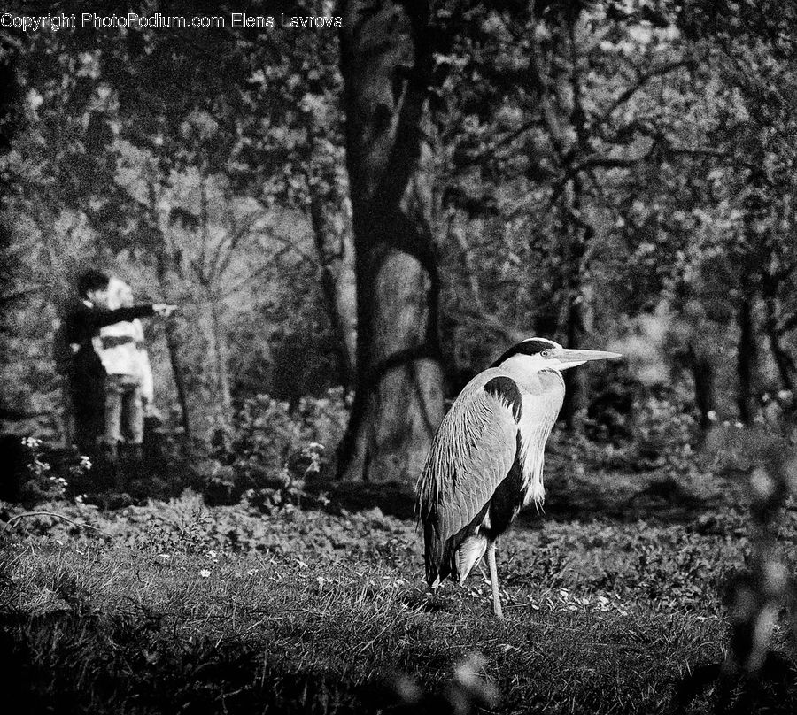 Ardeidae, Bird, Stork, Beak, Forest, Grove, Land