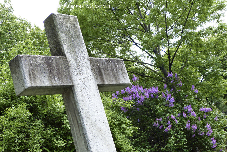 Cross, Blossom, Flower, Lilac, Plant, Flora, Geranium