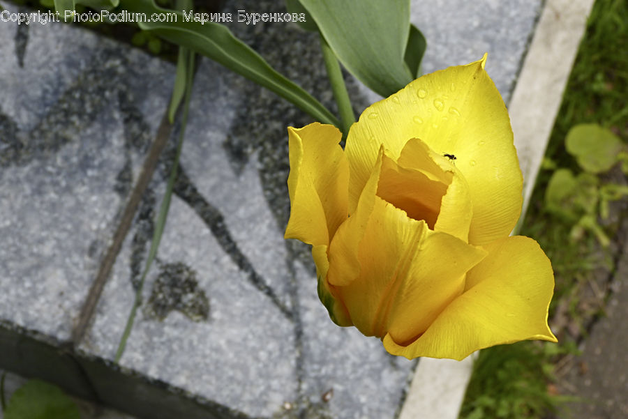 Flora, Flower, Gladiolus, Plant, Insect, Invertebrate, Mantis