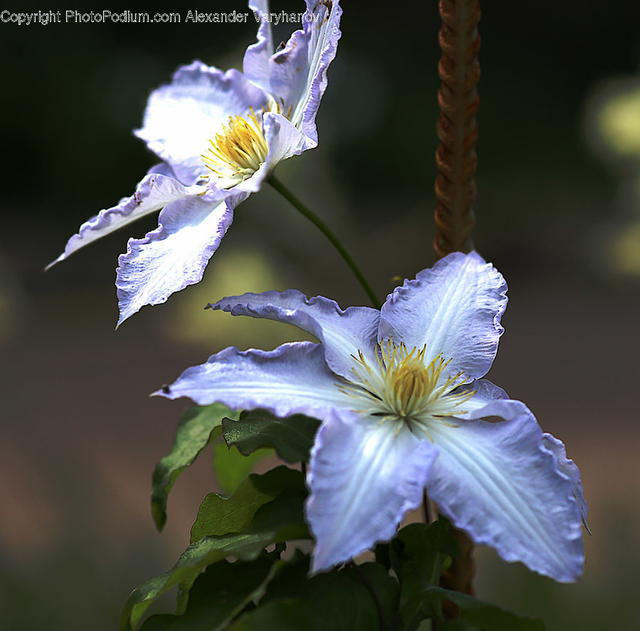 Flora, Flower, Hibiscus, Plant, Poppy, Blossom, Gladiolus