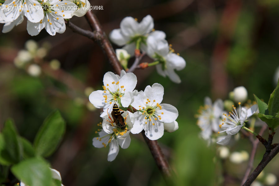 Blossom, Flora, Flower, Plant, Cherry Blossom, Pollen, Daisies