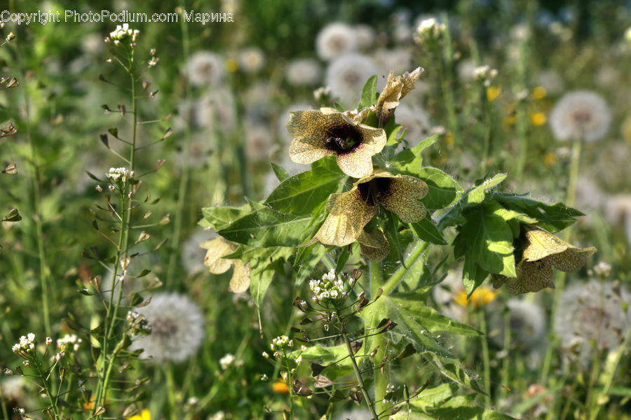 Blossom, Flora, Flower, Plant, Apiaceae, Dandelion, Weed