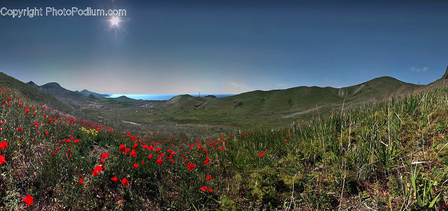 Blossom, Flora, Flower, Plant, Poppy, Field, Grass