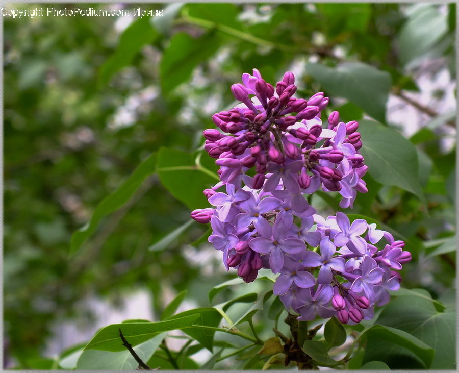 Blossom, Flora, Flower, Plant, Lilac, Lupin, Bush