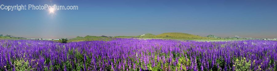 Lavender, Plant, Field, Blossom, Crocus, Flora, Flower