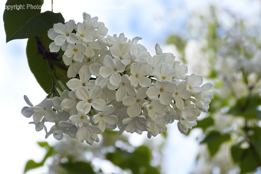 Blossom, Flora, Flower, Plant, Cherry Blossom, Lilac