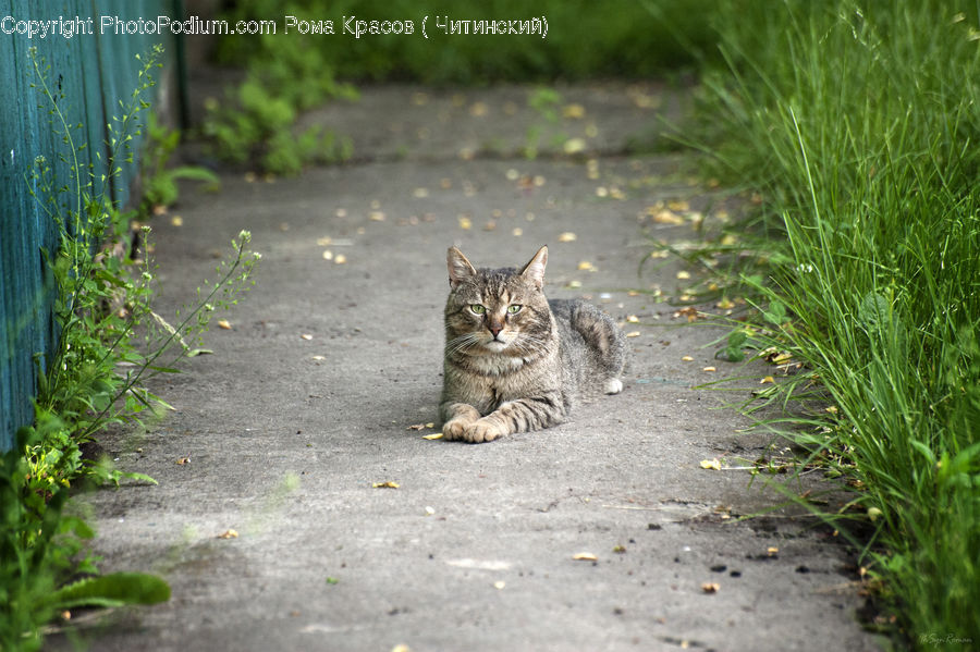 Animal, Cat, Mammal, Pet, Field, Grass, Grassland