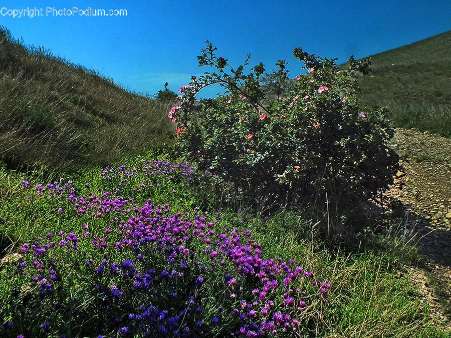 Blossom, Flora, Flower, Plant, Crocus, Bush, Vegetation