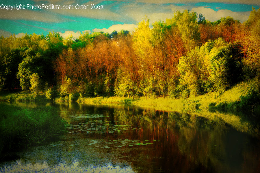 Conifer, Fir, Plant, Tree, Nature, Outdoors, Landscape