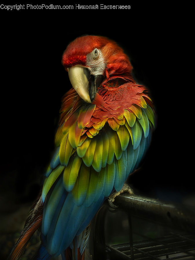 Bird, Macaw, Parrot, Beak, Bee Eater