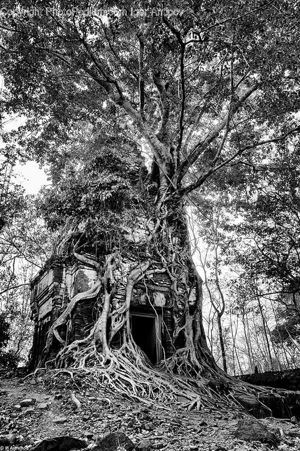 Plant, Tree, Oak, Wood, Forest, Jungle, Vegetation