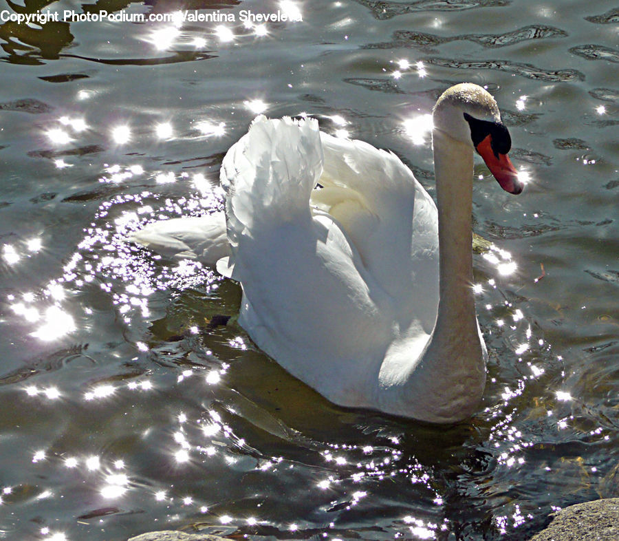 Bird, Swan, Waterfowl, Black Swan, Beak, Duck, Teal