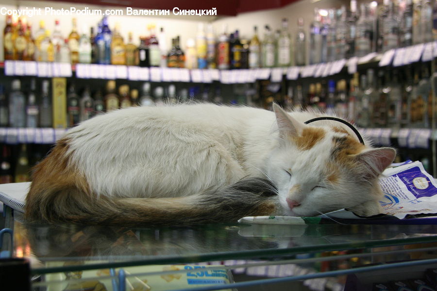Book, Text, Animal, Cat, Pet, Siamese, Asleep