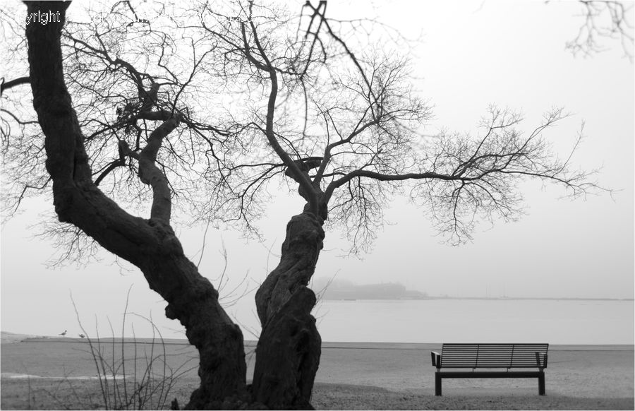 Bench, Plant, Tree, Oak, Wood, Outdoors, Rock
