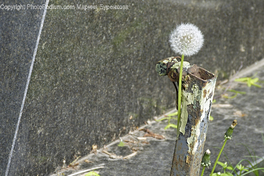 Dandelion, Flower, Plant, Arachnid, Garden Spider, Insect, Invertebrate