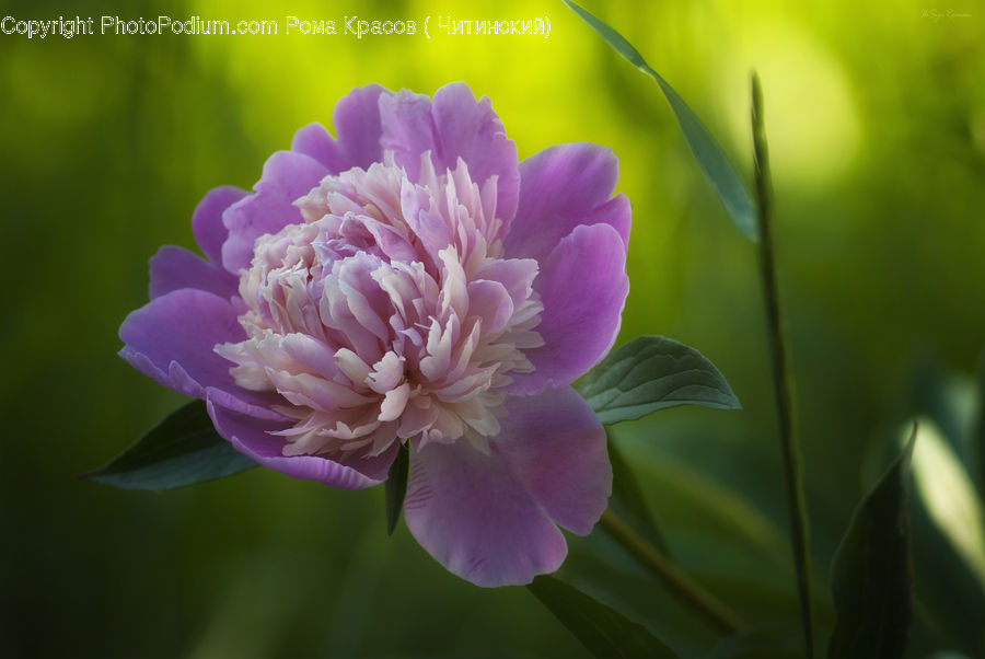 Blossom, Flora, Flower, Plant, Peony, Geranium, Carnation