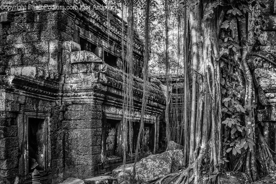 Ruins, Forest, Vegetation, Architecture, Cathedral, Church, Worship