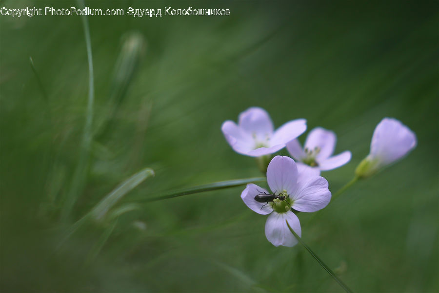 Blossom, Flora, Flower, Geranium, Plant, Fiber, Flax