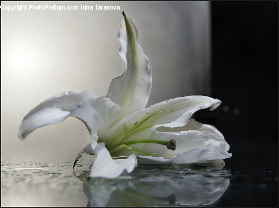 Flora, Flower, Gladiolus, Plant, Flower Arrangement, Ikebana, Potted Plant