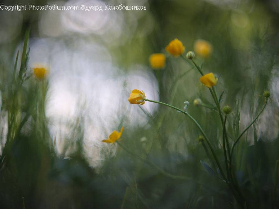 Plant, Weed, Daisies, Daisy, Flower, Field, Grass
