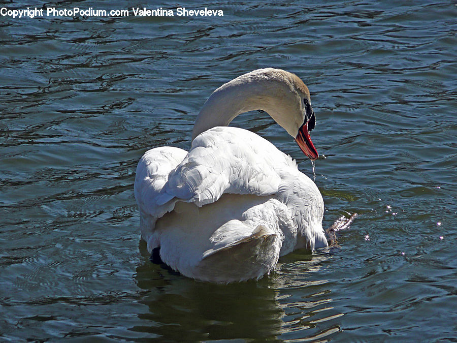 Bird, Swan, Waterfowl, Goose, Black Swan, Rock