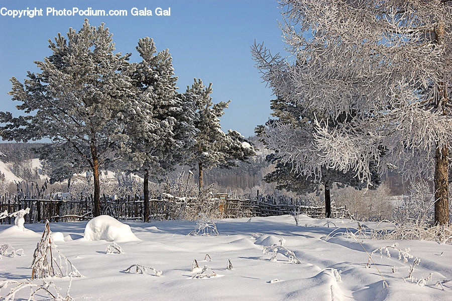 Ice, Outdoors, Snow, Landscape, Nature, Scenery, Conifer