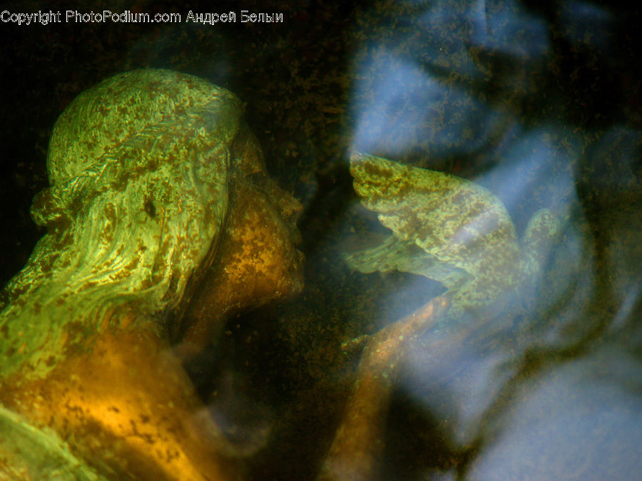 Algae