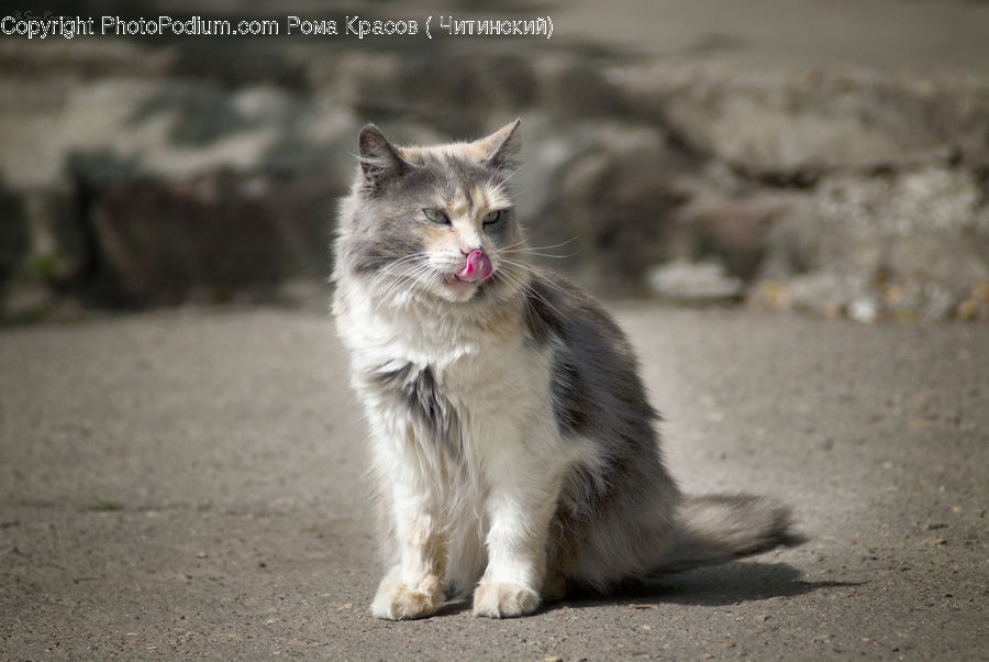 Animal, Cat, Mammal, Manx, Pet, Kitten, Siamese