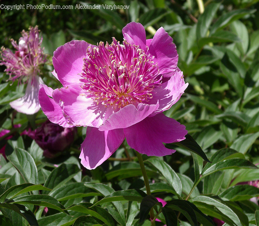 Blossom, Flower, Peony, Plant, Flora, Geranium, Crocus