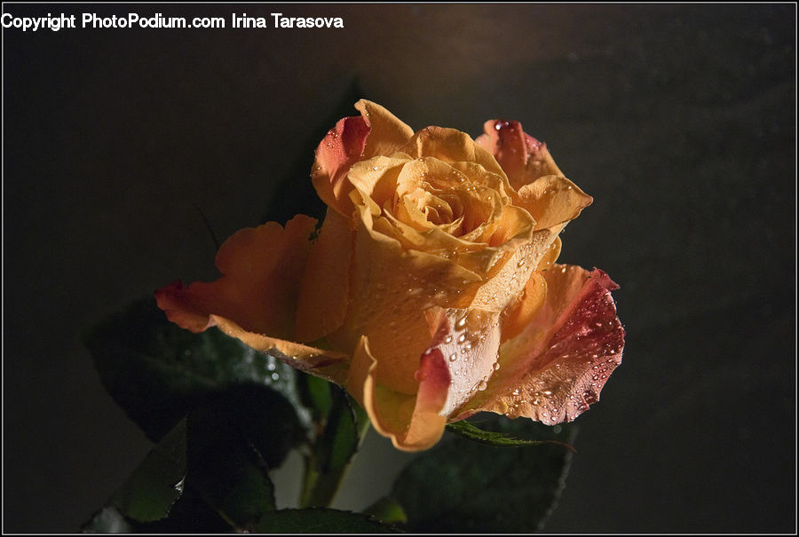 People, Person, Human, Flora, Flower, Gladiolus, Plant