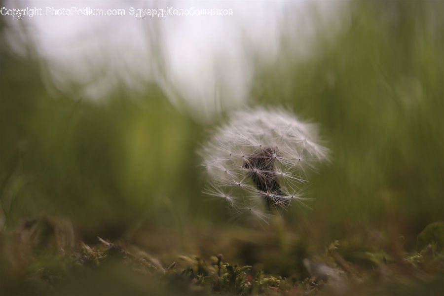 Dandelion, Flower, Plant, Weed, Field, Grass, Grassland