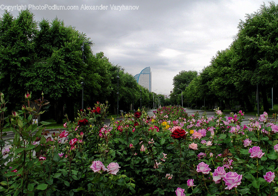 Blossom, Flora, Flower, Geranium, Plant, Cosmos, Rose