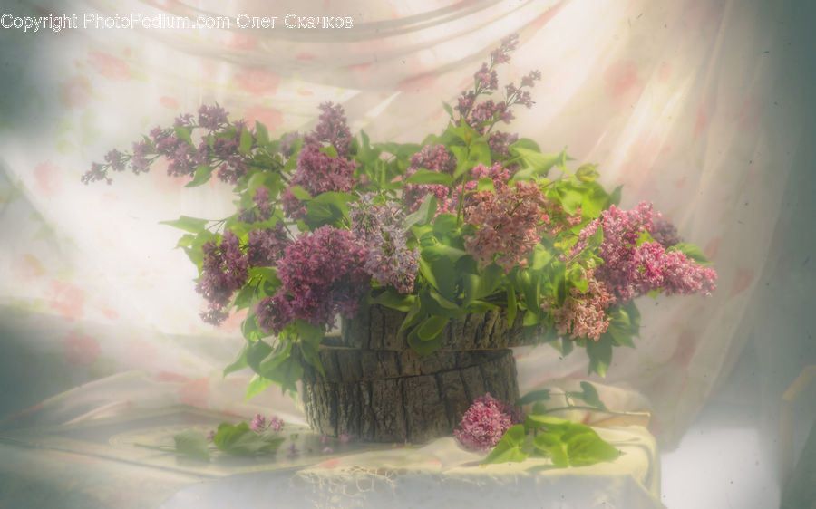 Plant, Potted Plant, Floral Design, Flower, Flower Arrangement, Flower Bouquet, Ikebana