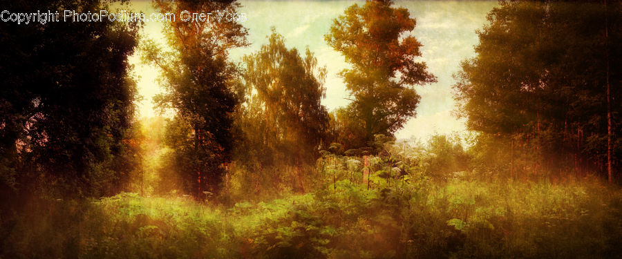 Flare, Light, Sunlight, Forest, Vegetation, Dirt Road, Gravel