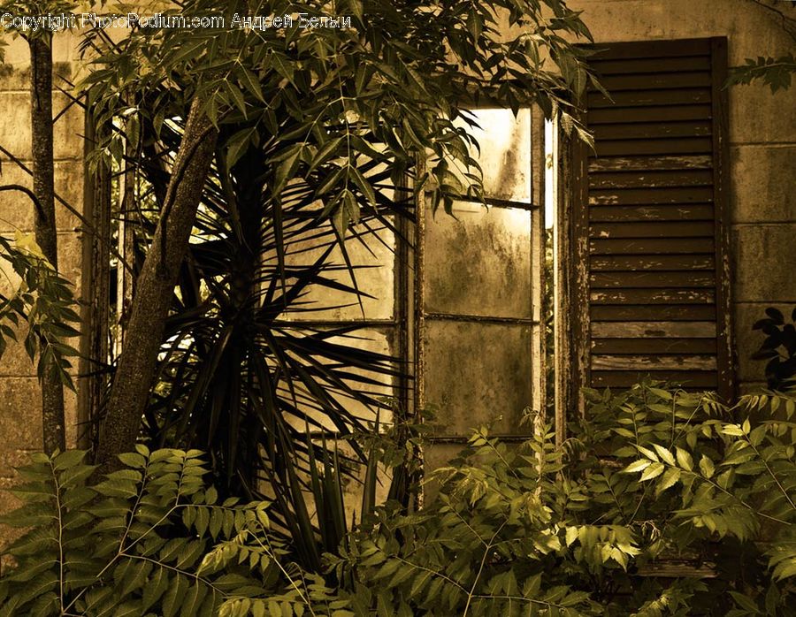 Ivy, Plant, Vine, Palm Tree, Tree, Vegetation, Conifer