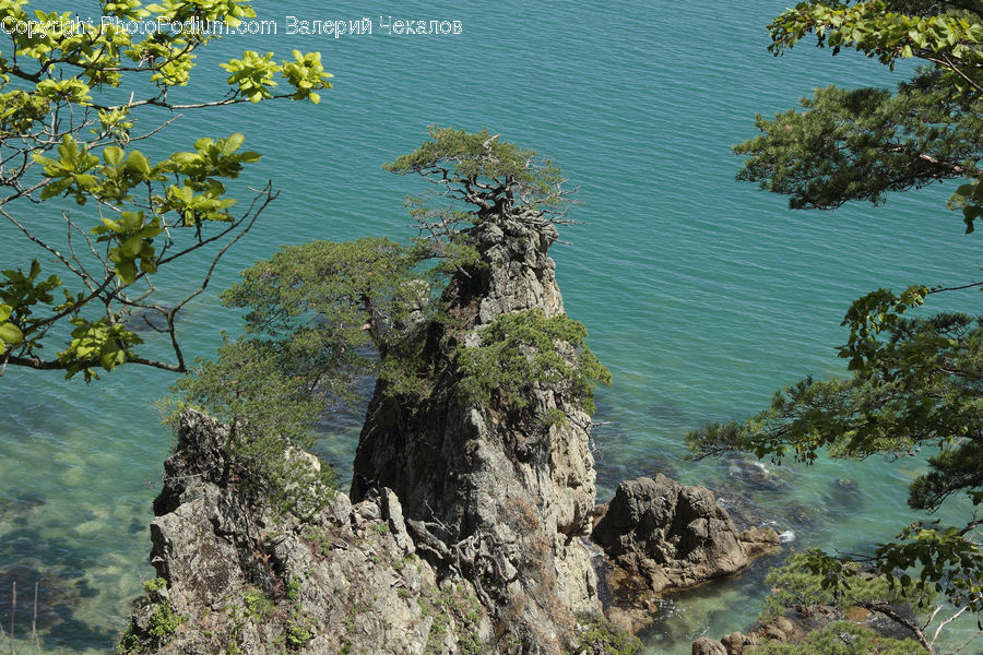 Conifer, Fir, Plant, Tree, Vegetation, Outdoors, Sea